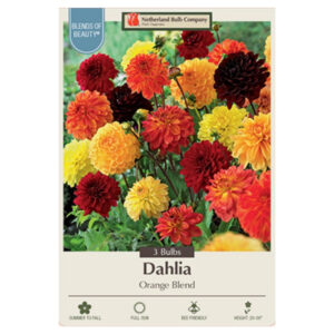 Dahlia Decorative – Orange Blend – 3 Bulb Pack