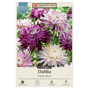 Dahlia Decorative – Purple Blend – 3 Bulb Pack