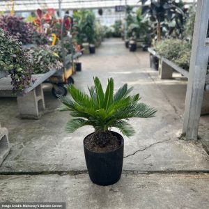 Palm – King Sago – 10″ Pot
