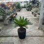 Palm – King Sago – 10″ Pot