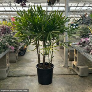 Palm – Rhapis Excelsa – 14″ Pot