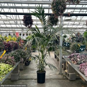 Palm – Kentia – #5 Container