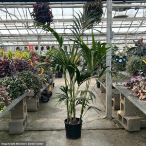 Palm – Kentia 4PPP – 10″ Pot