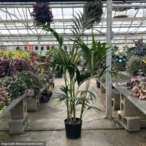 Palm – Kentia 4PPP – 10″ Pot