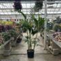 Palm – Kentia 4PPP – 10″ Pot