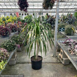 Dracena Arborea – 14″ Pot