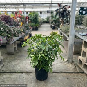 Umbrella Plant (Schefflera Arboricola) – 10″ Pot