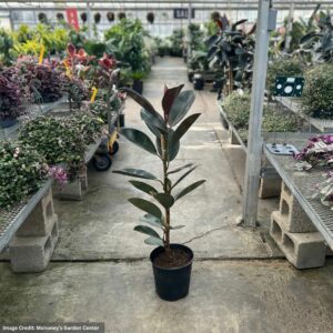 Ficus – Burgundy – 10″ Pot