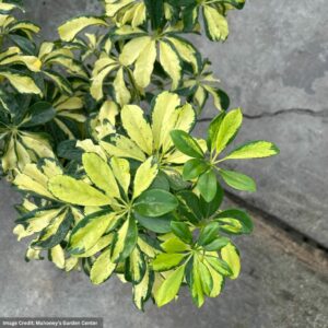 Umbrella Plant (Schefflera Arboricola) – Trinette – 10″ Pot
