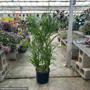 Palm (Chamaedorea Seifrizii) – Bamboo – 10″ Pot