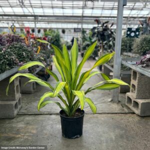 Dracaena – Giganta – 10″ Pot