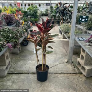 Ficus – Ruby – 10″ Pot