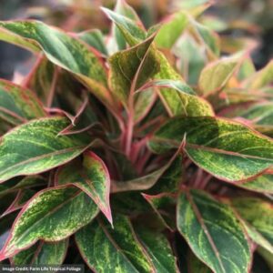 Aglaonema – Siam Aurora Pink – 6″ Pot