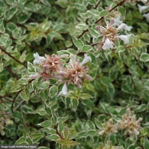 Abelia – Radiance – #3 Container