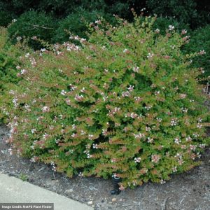 Abelia – Rose Creek – #3 Container