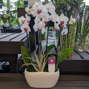 Orchid – Garden – 10″ Ceramic Pot