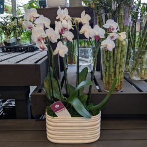 Orchid – Garden – 10″ Oval Pot