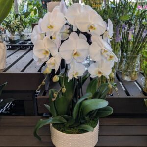 Orchid – Garden White Swan – 11″ Pot