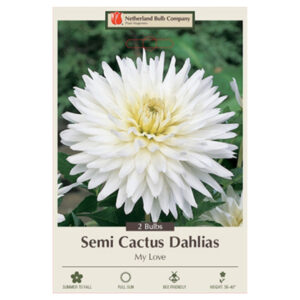 Dahlia Semi Cactus – My Love – 2 Bulb Pack