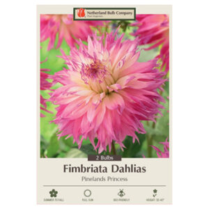 Dahlia Fimbriata – Pinelands Princess – 2 Bulb Pack