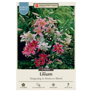 Fragrant Lily – Stargazing In Morroco Blend – 6 Bulb Pack