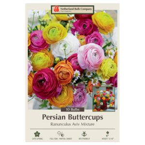 Persian Buttercups – Ranunculus Aviv Mix – 10 Bulb Pack