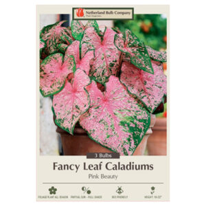 Caladium Fancy Leaf – Pink Beauty – 3 Bulb Pack