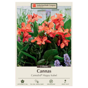 Canna Lily – Cannasol® Happy Isabel – 2 Bulb Pack