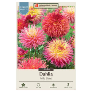 Dahlia Fimbriata – Frilly Blend – 3 Bulb Pack