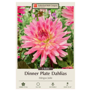 Dahlia Cactus – Mingus Julie – 2 Bulb Pack