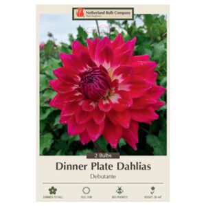 Dahlia Dinner Plate – Debutante – 2 Bulb Pack