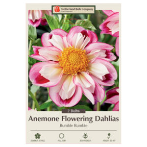 Dahlia Anemone Flowering – Bumble Rumble – 2 Bulb Pack