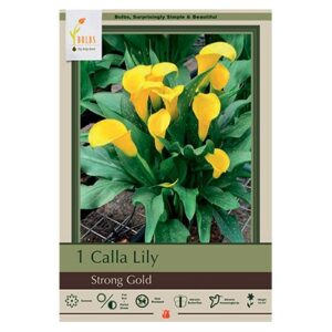 Calla Lily – Strong Gold – 1 Bulb Pack