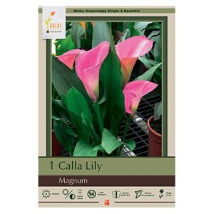 Calla Lily – Magnum – 1 Bulb Pack