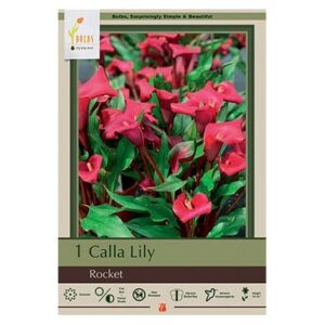 Calla Lily – Rocket – 1 Bulb Pack