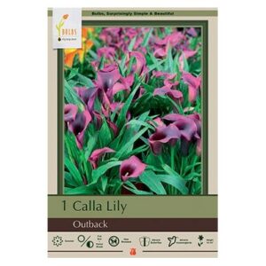 Calla Lily – Outback – 1 Bulb Pack