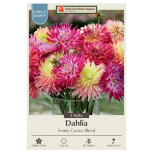 Dahlia Cactus – Sunny Cactus Blend – 3 Bulb Pack