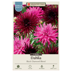 Dahlia Cactus – Black Diamond Blend – 3 Bulb Pack