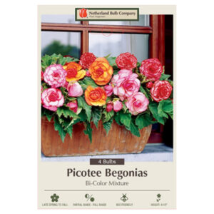 Begonia Picotee – Bi-Color Mix – 4 Bulb Pack