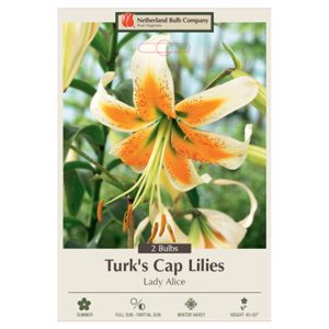 Turk’s Cap Lily – Lady Alice – 2 Bulb Pack