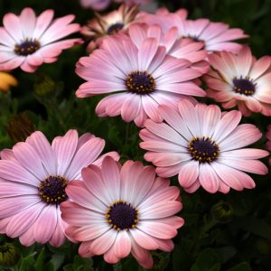 Osteospermum – Serenity Pink – 8″ Patio Pot