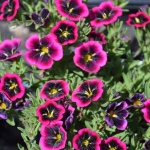 Calibrachoa – Cabaret Goodnight Kiss – 10″ Hanging Basket