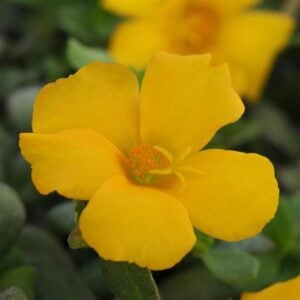 Portulaca – Rio Grande Yellow – 10″ Hanging Basket