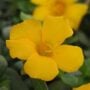Portulaca – Rio Grande Yellow – 10″ Hanging Basket