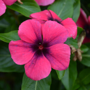 Vinca – Tattoo Raspberry – 4.5″ Pot