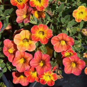 Calibrachoa - Cabaret Diva Orange - 6.5" Pot