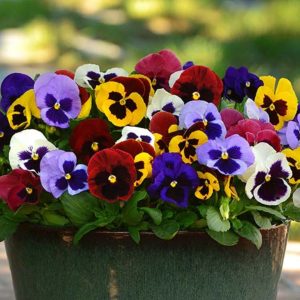 Pansy – Matrix Blotch Mix – 10″ Hanging Basket