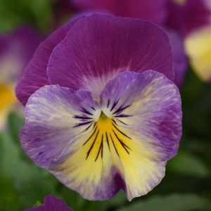 Pansy – Cool Wave Raspberry Swirl – 10″ Hanging Basket