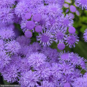 Ageratum – Monarch Magic – 10″ Hanging Basket