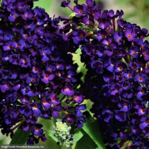 Buddleia - Leah Midnight - 10" Hanging Basket